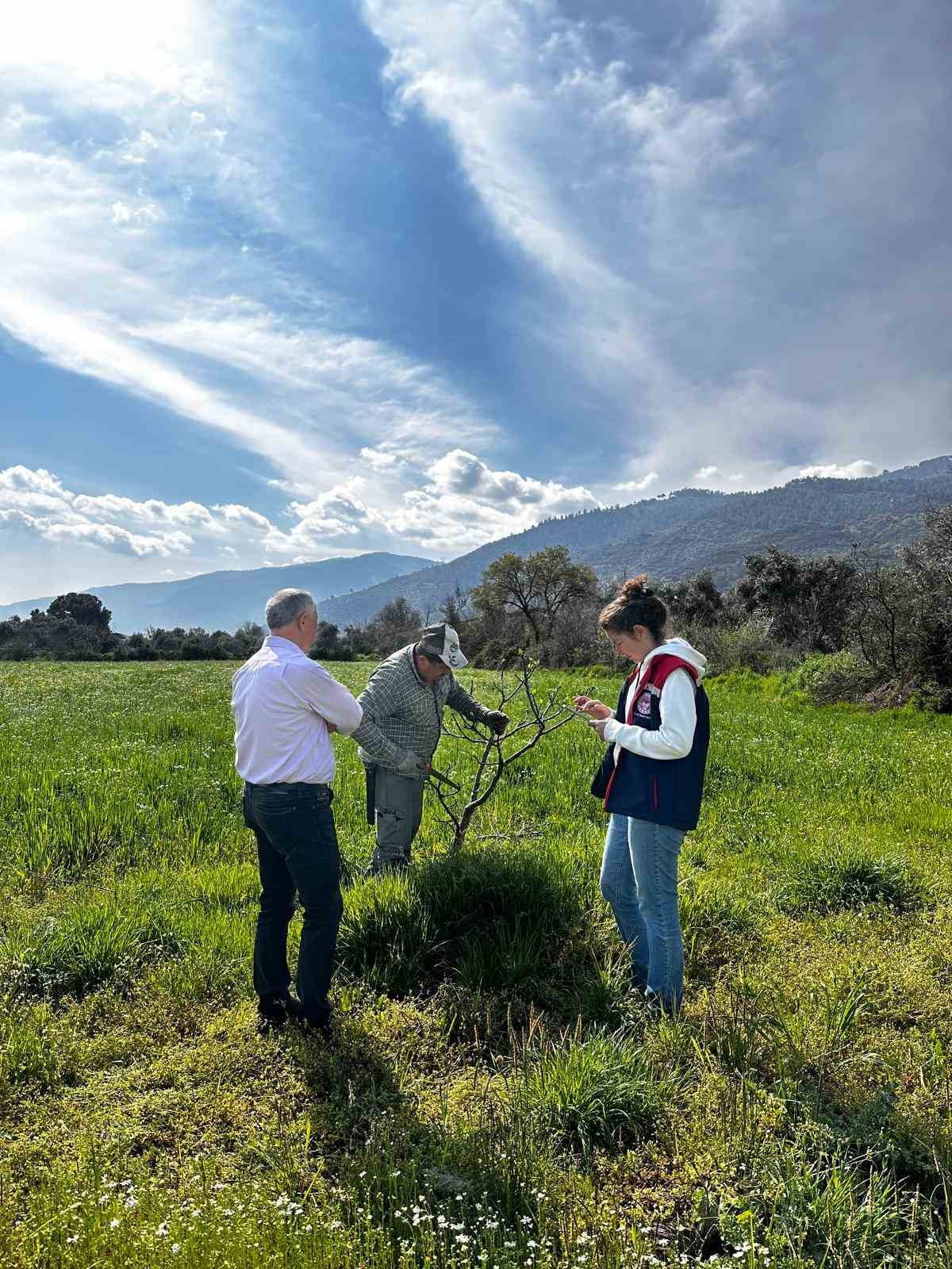 AYDIN’IN BOZDOĞAN İLÇESİNDE İLÇE TARIM VE ORMAN MÜDÜRLÜĞÜ TARAFINDAN İLEK BAHÇESİNDE BAKIM VE...