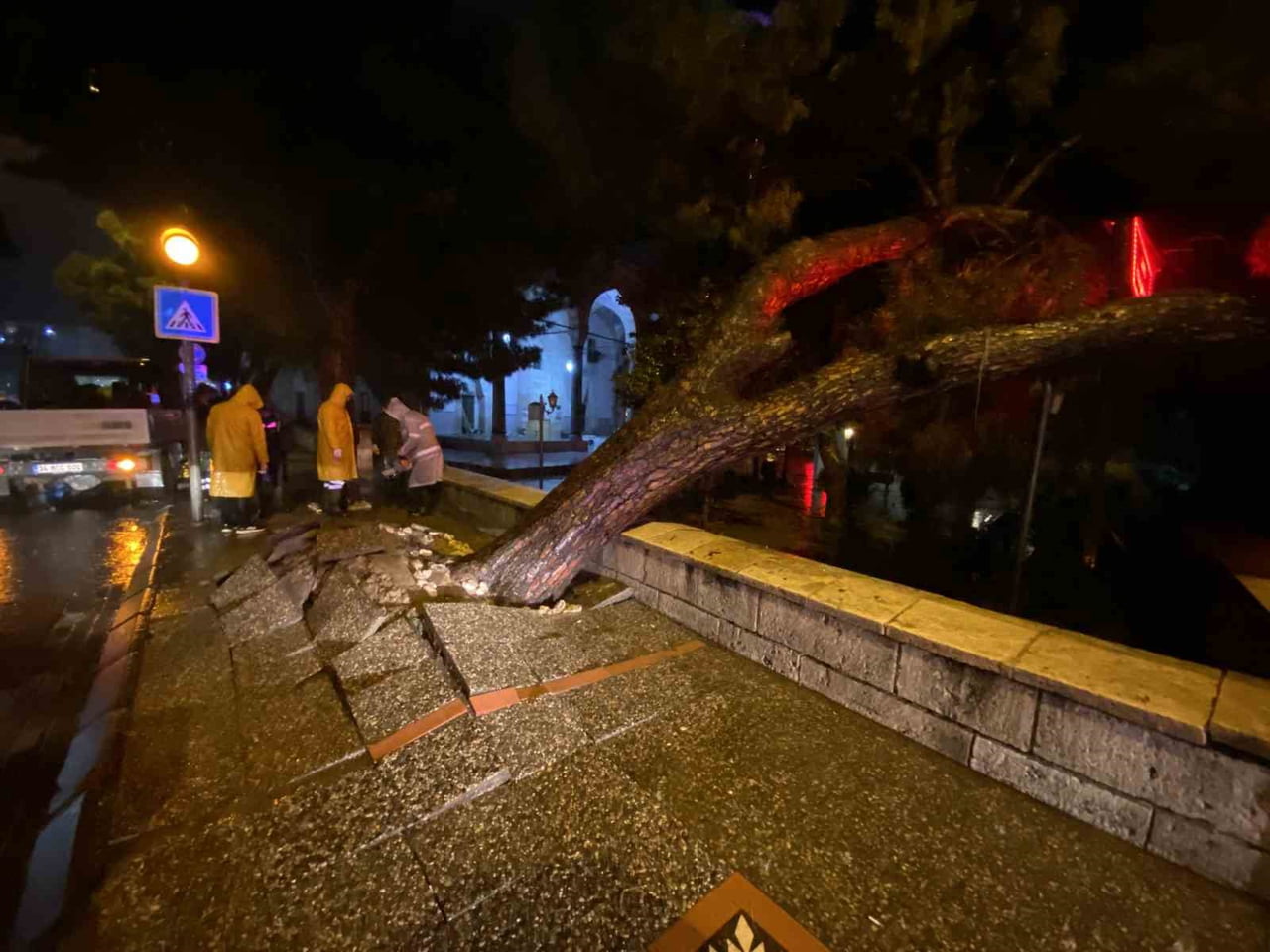 AYDIN’IN EFELER İLÇESİ KENT MERKEZİNDE BEY CAMİİ ÖNÜNDEKİ KALDIRIMDA BULUNAN ÇAM AĞACI GÜN BOYU...