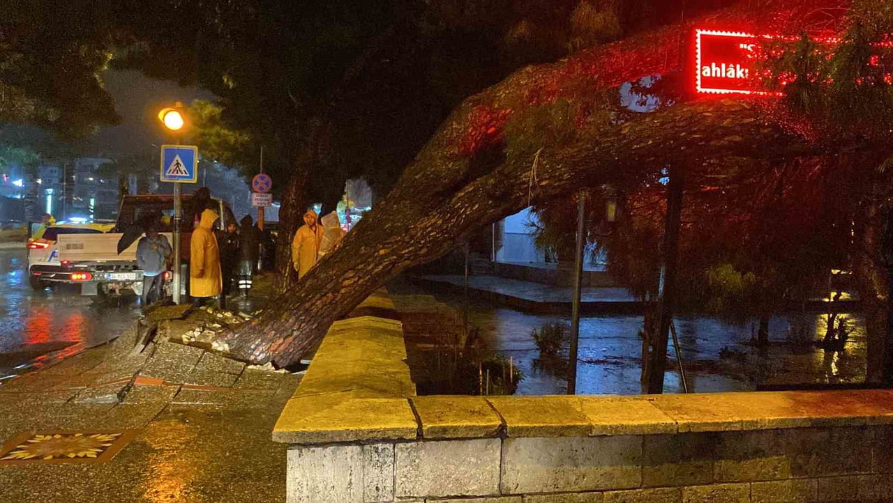 AYDIN’IN EFELER İLÇESİ KENT MERKEZİNDE BEY CAMİİ ÖNÜNDEKİ KALDIRIMDA BULUNAN ÇAM AĞACI GÜN BOYU...