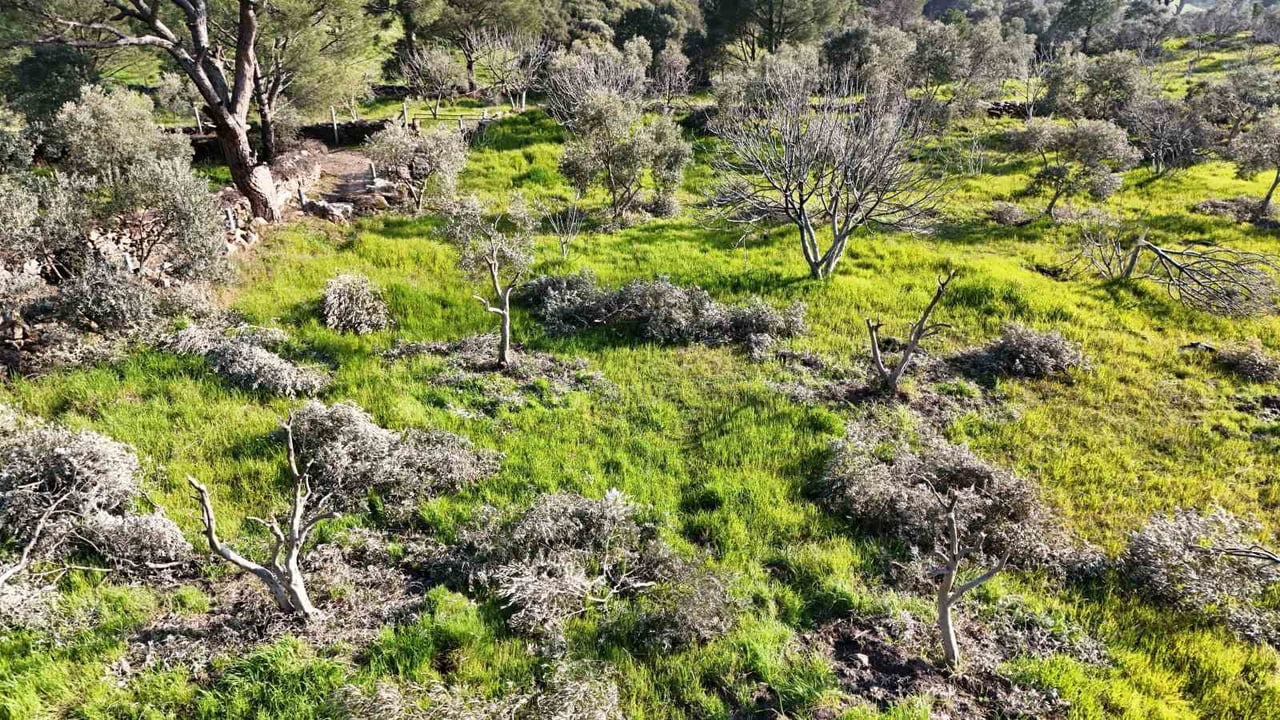 AYDIN’IN KOÇARLI İLÇESİNDE BİR GECEDE YÜZLERCE İNCİR VE ZEYTİN AĞACININ KESİLMESİYLE İLGİLİ...