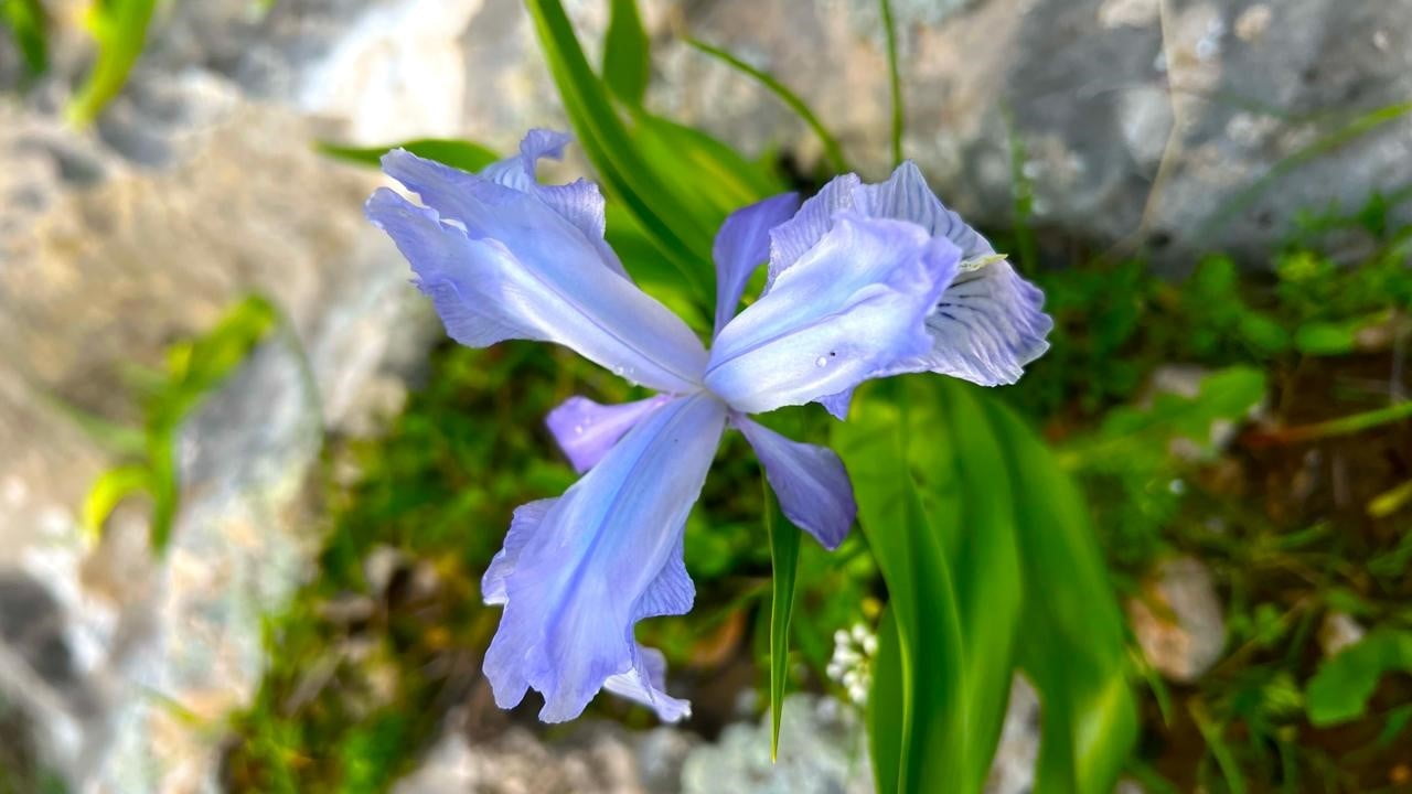 AYI NEVRUZU GERGER KAYALIKLARINI RENKLENDİRDİ