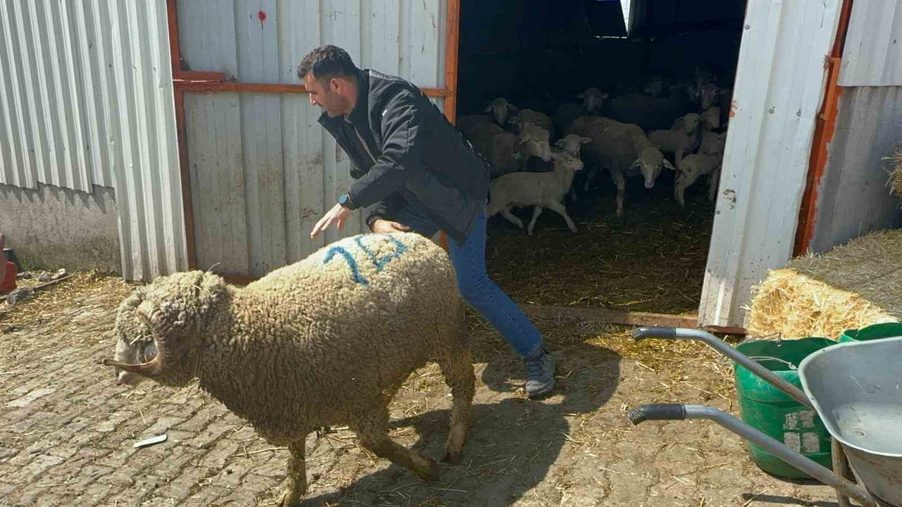 BALIKESİR'İN BANDIRMA İLÇESİNDE MANYASLI ÜRETİCİ EMRE SÖMER TARAFINDAN 1 MİLYON 110 BİN LİRAYA...
