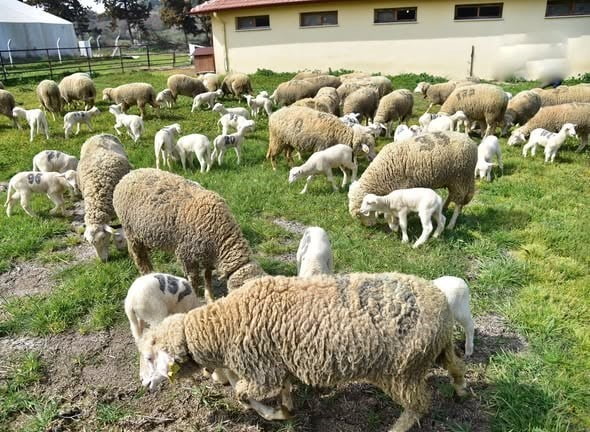 BALIKESİR ÜNİVERSİTESİ HAYVANCILIK UYGULAMA VE ARAŞTIRMA ÇİFTLİĞİNDE YAVRU KUZULAR, BAHARIN...