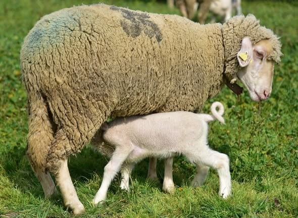 BALIKESİR ÜNİVERSİTESİ HAYVANCILIK UYGULAMA VE ARAŞTIRMA ÇİFTLİĞİNDE YAVRU KUZULAR, BAHARIN...