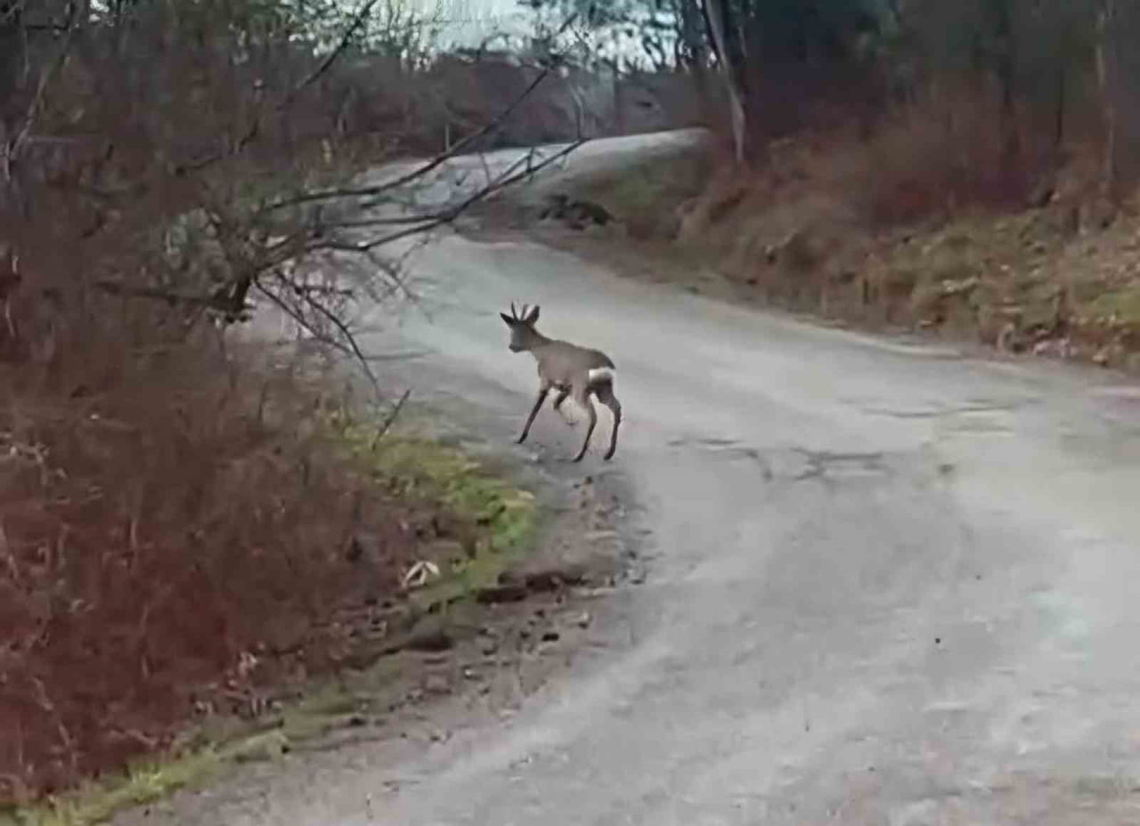 BARTIN'DA YOL ÜZERİNDE VE ORMANLIK ALANDA DOLAŞAN KARACA YAVRUSU GÖRÜNTÜLENDİ.
