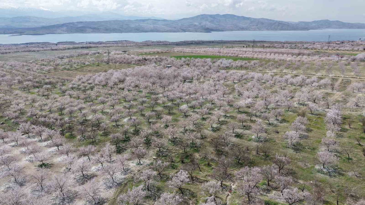 BASKİL’DE KAYISI BAHÇELERİ ÇİÇEK AÇTI, BEYAZA BÜRÜNEN AĞAÇLAR DRON KAMERAHAVADAN GÖRÜNTÜLENDİ....