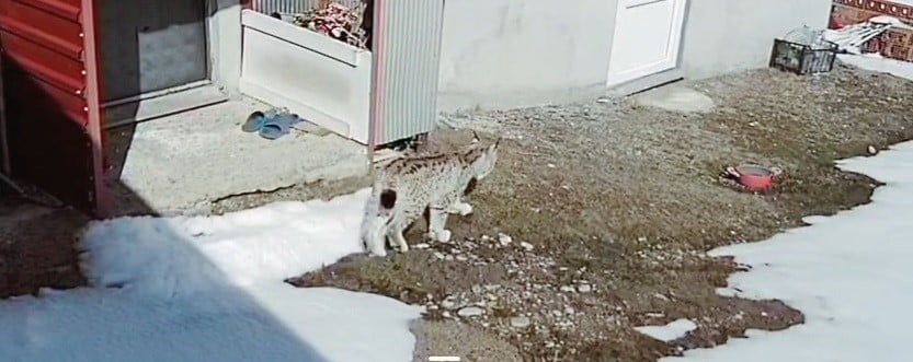 BAYBURT'TA VAŞAĞIN TAVŞAN AVI KAMERADA