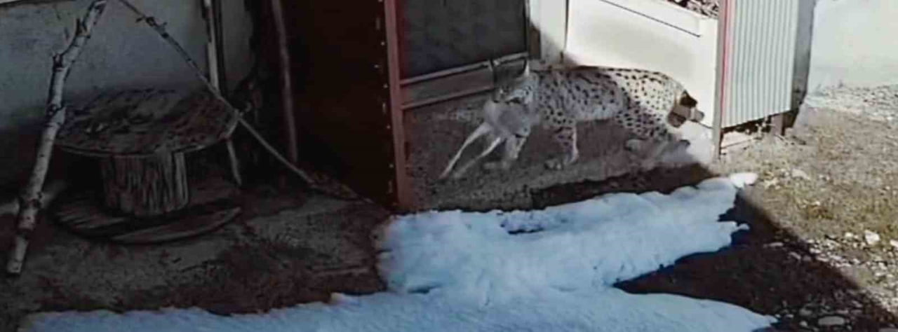 BAYBURT'TA VAŞAĞIN TAVŞAN AVI KAMERADA