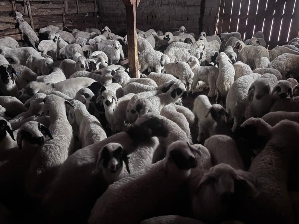 BAYBURT’TA BUZAĞI, MALAK, KUZU VE OĞLAK DESTEĞİ İKİNCİ DÖNEM BAŞVURULARI YARIN BAŞLIYOR