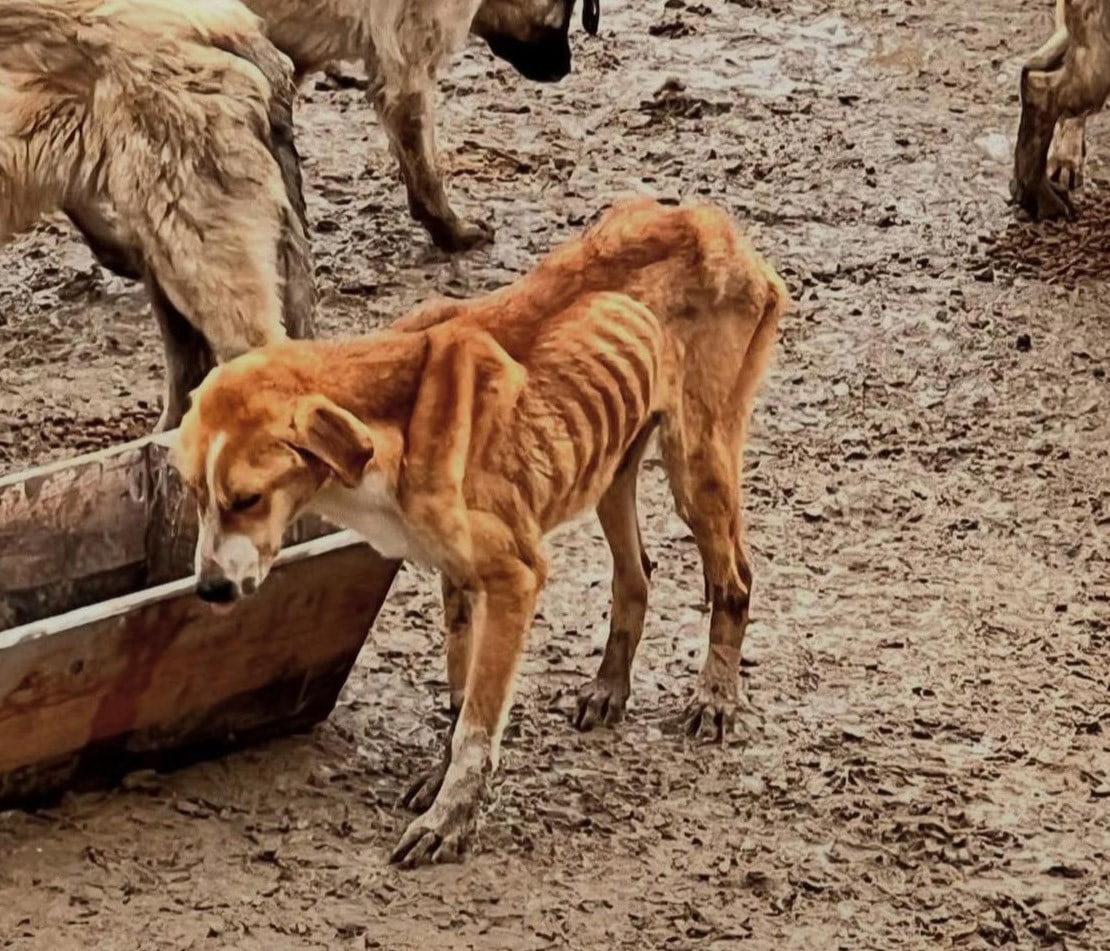 BİLECİK'İN BOZÜYÜK İLÇESİNDEKİ DOĞAL YAŞAM ALANI'NDA AÇ KALAN KÖPEKLER BİRBİRLERİNİ YERKEN, ÇIKAN...