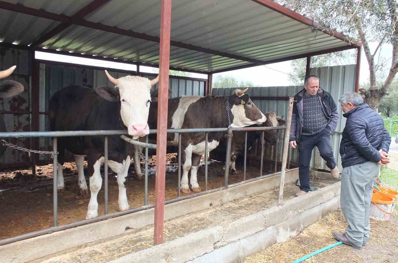 BURHANİYE İLÇESİNDE, KURBAN BAYRAMINA İKİ AY KALA KURBANLIK SATIŞLARI BAŞLADI