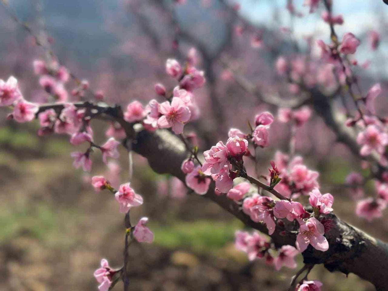 BURSA'NIN GÜRSÜ İLÇESİNDE GEÇEN YIL ÇIKAN YANGINDA YÜKSEK KESİMLERDE ALEVLERİN ARASINDA YEMYEŞİL...