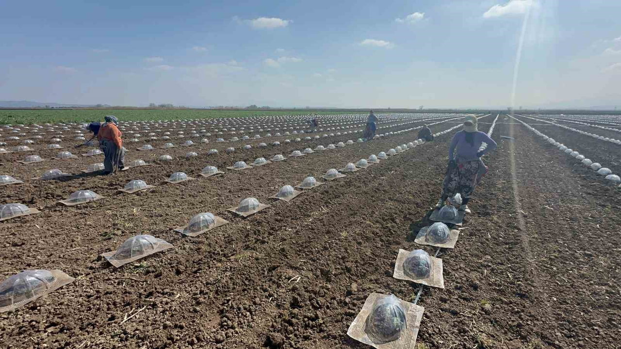 BURSA'NIN SEBZE ÜRETİLİYLE ÖNDE GELEN VE VERİMLİ TOPRAKLARIYLA BİLİNEN KARACABEY OVASI'NDA...