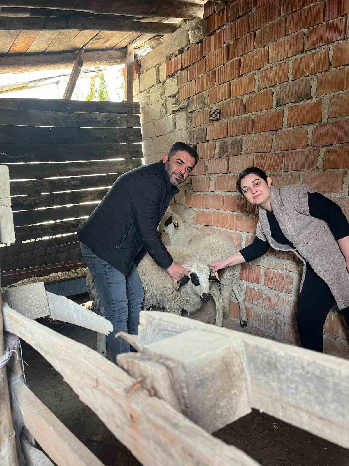 DENİZLİ BÜYÜKŞEHİR BELEDİYESİ, BULDAN’DA HAYVANCILIK YAPAN 43 ÜRETİCİYE DESTEK VERDİ.
