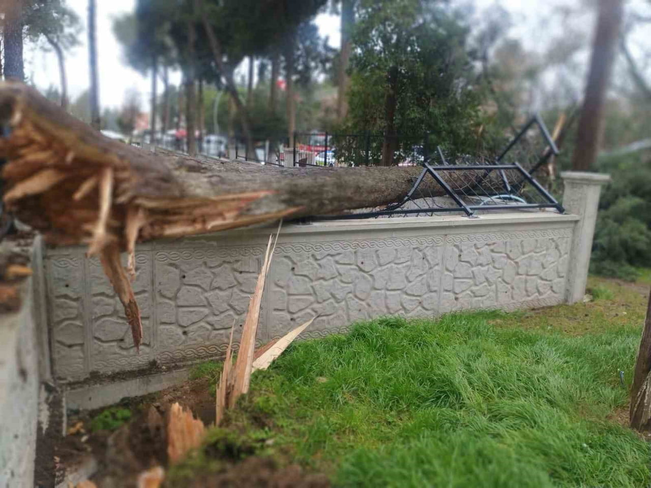 DENİZLİ’NİN TAVAS İLÇESİNDE ETKİLİ OLAN ŞİDDETLİ RÜZGAR AĞAÇLARI DEVİRDİ, ELEKTRİK HATLARINA ZARAR...
