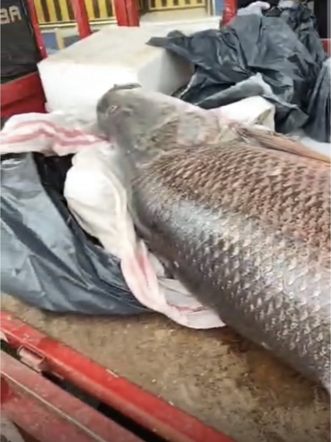 DİYARBAKIR'IN ÇERMİK İLÇESİNDE BALIKÇILAR TARAFINDAN YAKALANAN 120 KİLOLUK DEV TURNA BALIĞI...