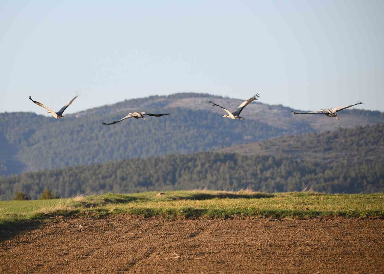 DOĞANIN EN ZARİF VE SADIK KUŞLARI OLARAK BİLİNEN TURNALAR, BAHAR GÖÇÜ YOLCULUĞUNDA KASTAMONU’NUN...