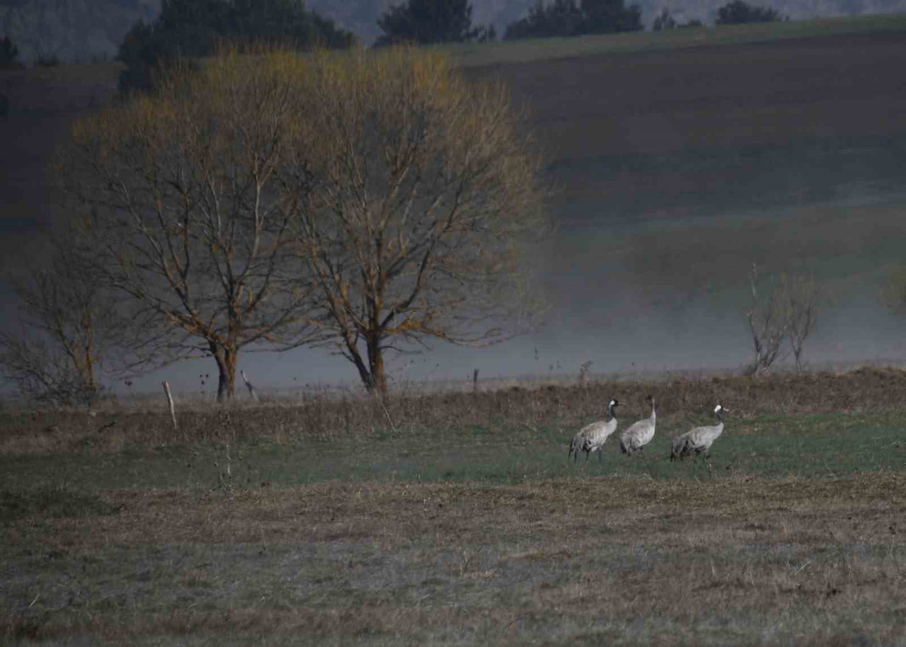 DOĞANIN EN ZARİF VE SADIK KUŞLARI OLARAK BİLİNEN TURNALAR, BAHAR GÖÇÜ YOLCULUĞUNDA KASTAMONU’NUN...