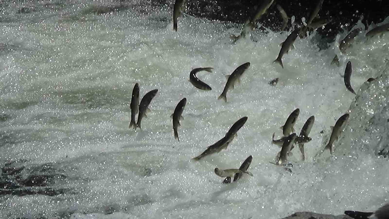 DÜNYADA SADECE VAN GÖLÜ'NDE YAŞAYAN VE ÜREME DÖNEMİNDE TATLI SULARA GÖÇ EDEREK AKINTIYA KARŞI...