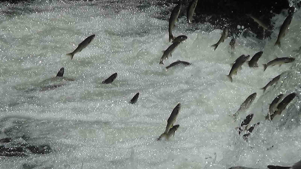DÜNYADA SADECE VAN GÖLÜ'NDE YAŞAYAN VE ÜREME DÖNEMİNDE TATLI SULARA GÖÇ EDEREK AKINTIYA KARŞI...