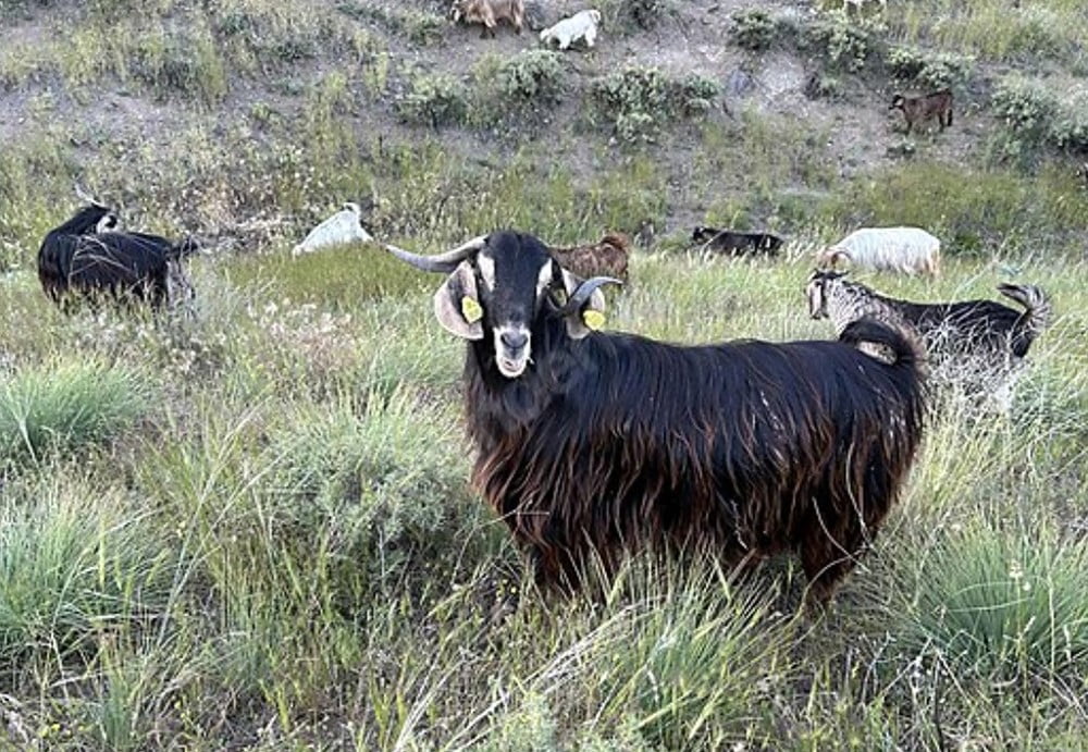 EDİRNE İL SAĞLIK MÜDÜRLÜĞÜ TARAFINDAN, HASTALIKLA BAĞLANTILI OLDUĞU DEĞERLENDİRİLEN KEÇİLERİN...