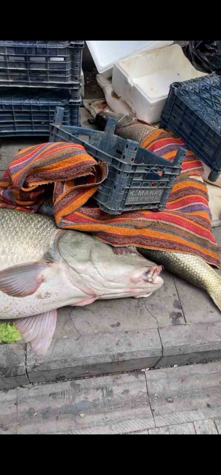 ELAZIĞ'DA  KURBAN PAZARLIĞINI ARATMAYAN GÖRÜNTÜ:VATANDAŞLAR DEV BALIK İÇİN YARIŞTI