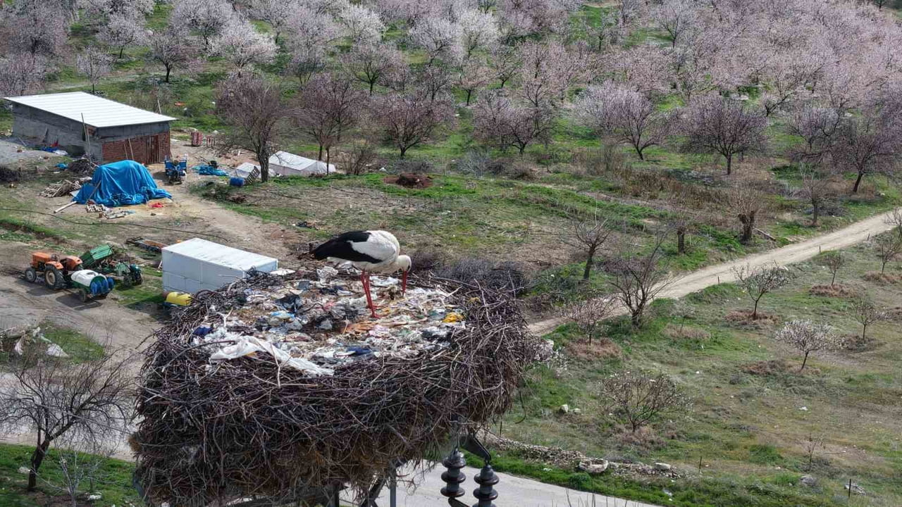 ELAZIĞ'IN BASKİL İLÇESİNE LEYLEKLER BU YIL DA GELDİ. KÖY SAKİNLERİ, HER YIL DÜZENLİ OLARAK GELEN...