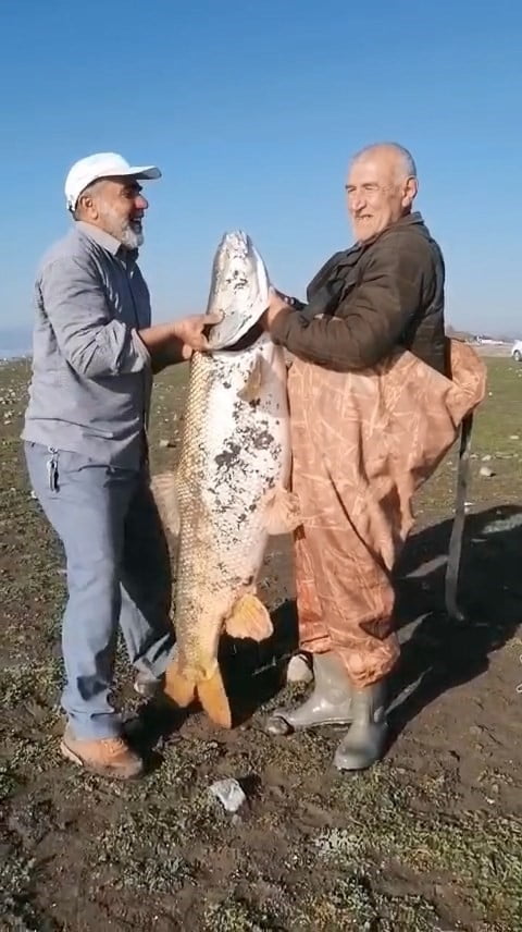 ELAZIĞ’DA AMATÖR BALIKÇILAR TARAFINDAN BALIK YASAKLARINA SAATLER KALA 65 KİLO AĞIRLIĞINDA DEV...