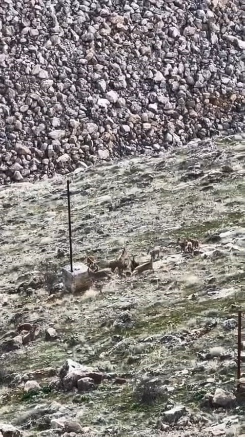 ELAZIĞ’IN KEBAN BARAJ SAHASINDA SÜRÜ HALİNDE GEZEN DAĞ KEÇİLERİ GÖRÜLDÜ