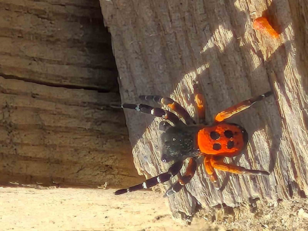 ELAZIĞ’IN YALINDAMLAR KÖYÜNDE KURU VE TAŞLIK BİR ALANDA AĞAÇ KABUĞU ÜZERİNDE, AKDENİZ VE ORTA...