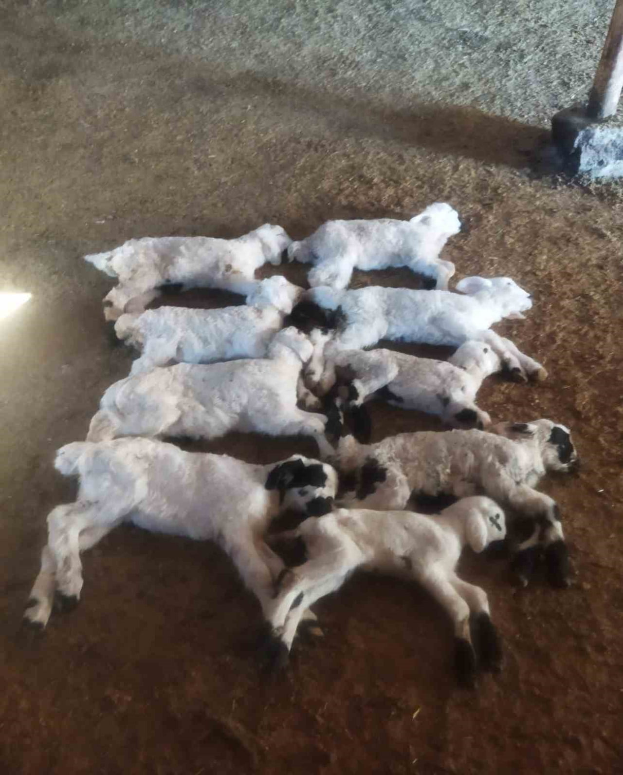 ERZİNCAN'DA KUZU ÖLÜMLERİNİN NEDENİ BELİRLENDİ: KUZU SEPTİSEMİSİ HASTALIĞI