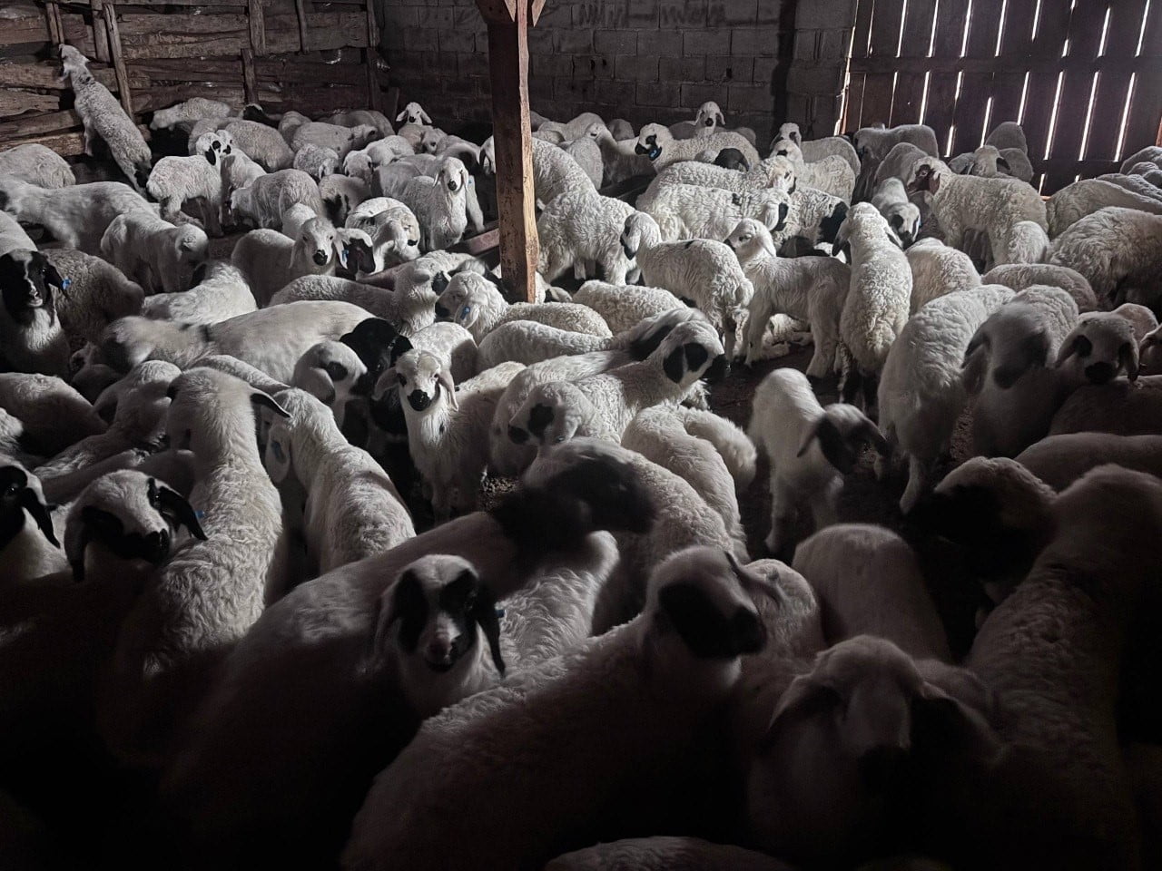 ERZİNCAN’DA BAHARIN GELİŞİYLE KOYUN-KUZU BULUŞMALARI RENKLİ GÖRÜNTÜLER SUNDU