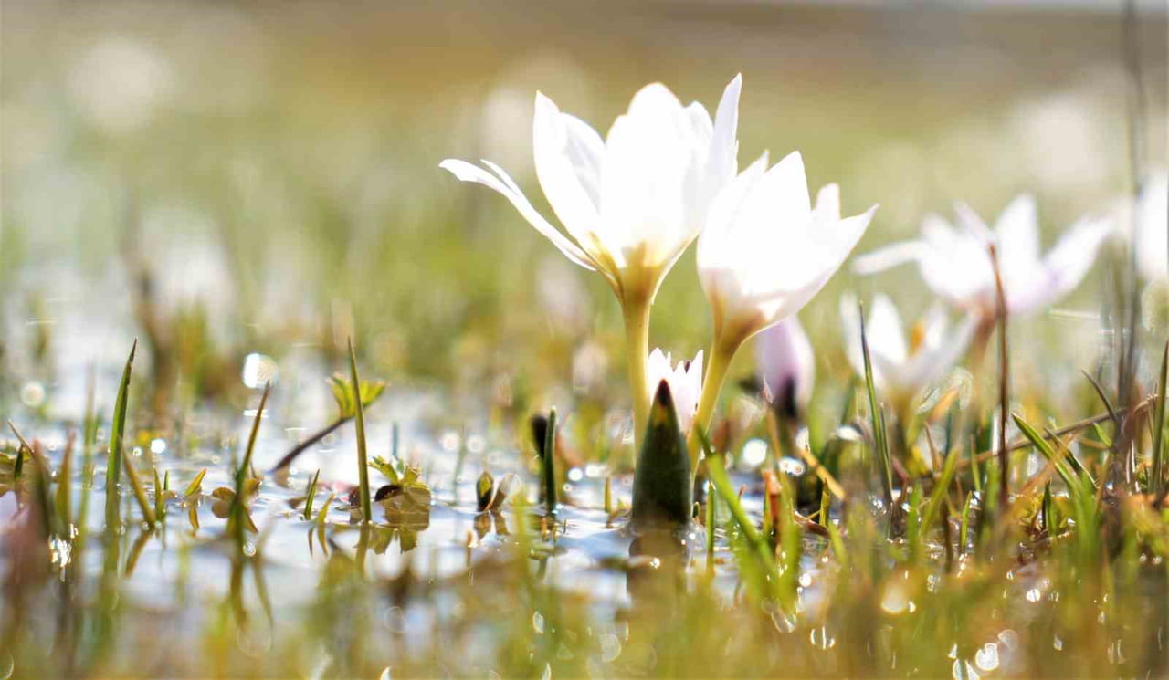 ERZİNCAN’DA KARDELENLER BAHARIN MÜJDESİNİ VERDİ