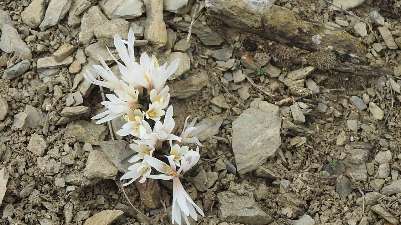 ERZİNCAN’DA KARDELENLER BAHARIN MÜJDESİNİ VERDİ