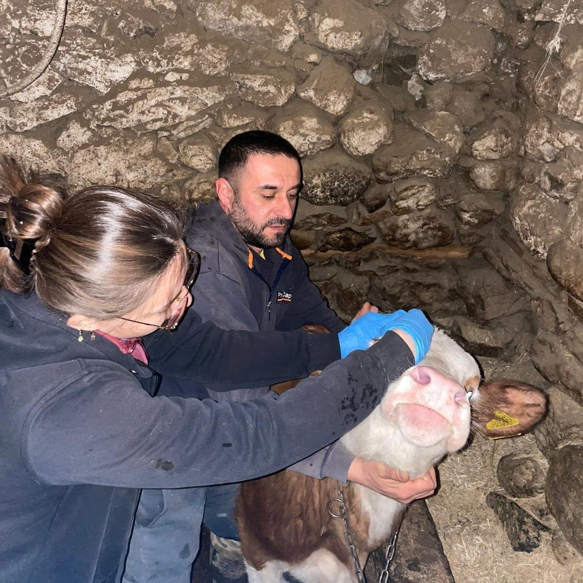 ERZİNCAN İL TARIM VE ORMAN MÜDÜRLÜĞÜ EKİPLERİ, REFAHİYE İLÇESİNDE HAYVANCILIK FAALİYETLERİNE...