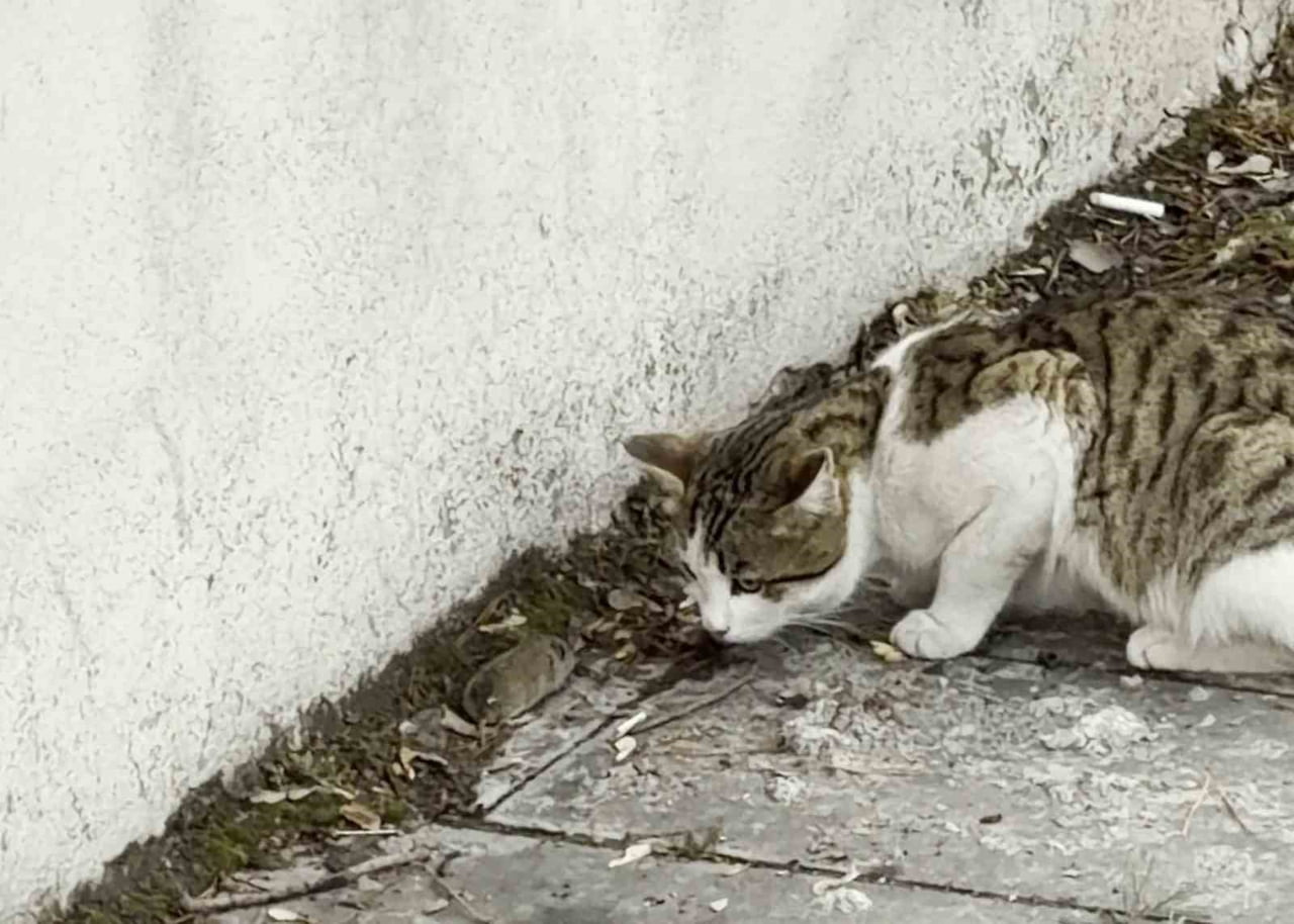 ERZURUM'DA BİR FARENİN KENDİSİNİ AVLAMAK İSTEYEN KEDİDEN KURTULMAK İÇİN ÖLÜ TAKLİDİ YAPTIĞI ANLAR...