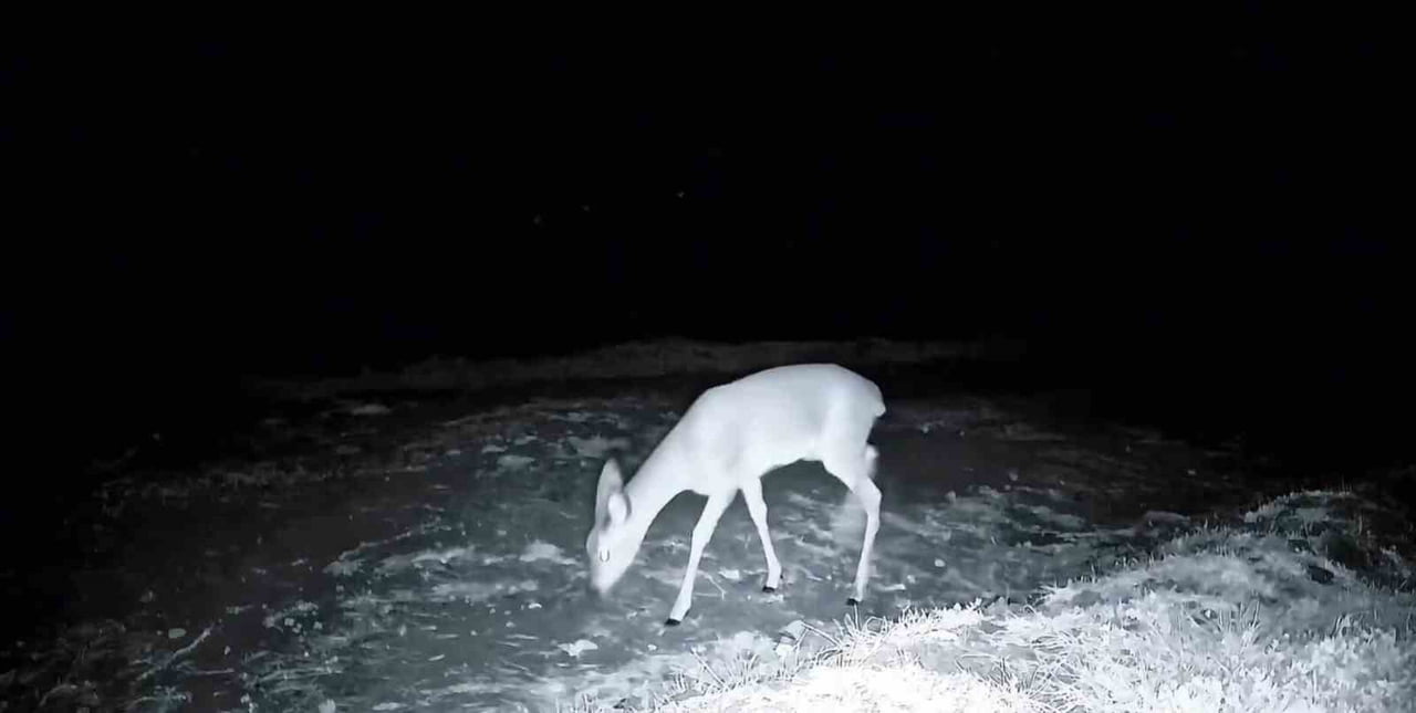 GANOS DAĞLARI'NDA KURULAN FOTOKAPANLAR SAYESİNDE BÖLGEDEKİ YABAN HAYATI KAYIT ALTINA ALINIRKEN...