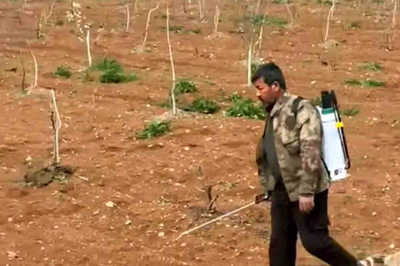 GAZİANTEP'İN ARABAN İLÇESİNDE, KIŞ AYLARINDA ETKİLİ OLAN YAĞIŞLARIN ARDINDAN ANTEP FISTIĞI...