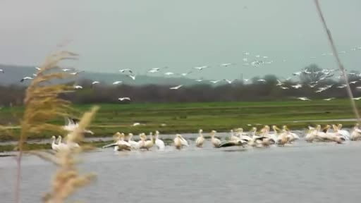 Göç eden pelikanlar Bursa’da mola verdi