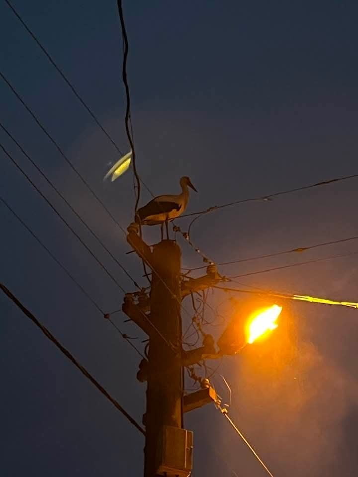 GÖNEN DEREKÖY’DE LEYLEK YAPAY YUVAYI REDDETTİ, ESKİ YERİNE DÖNMEK İSTİYOR