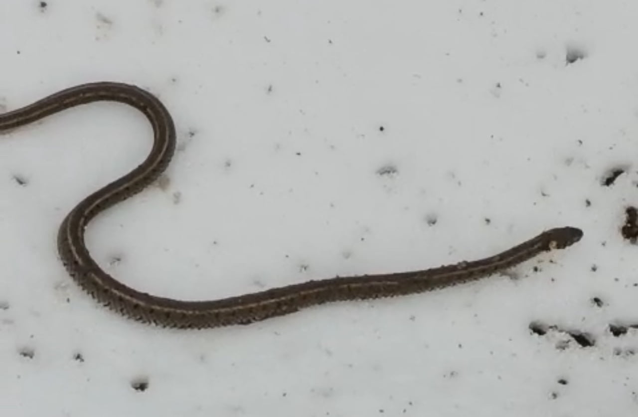 HAKKARİ’NİN YÜKSEKOVA İLÇESİNDE ARIZA YAPAN CAMİ SUYUNU ONARMAK İÇİN ÇALIŞMA YÜRÜTEN KÖYLÜLER...