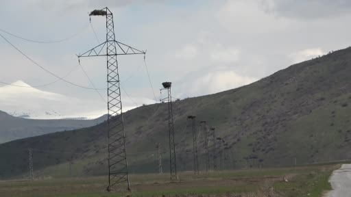 Hasköy'de leylekler aynı güzergahta 18 yuvayı doldurdu
