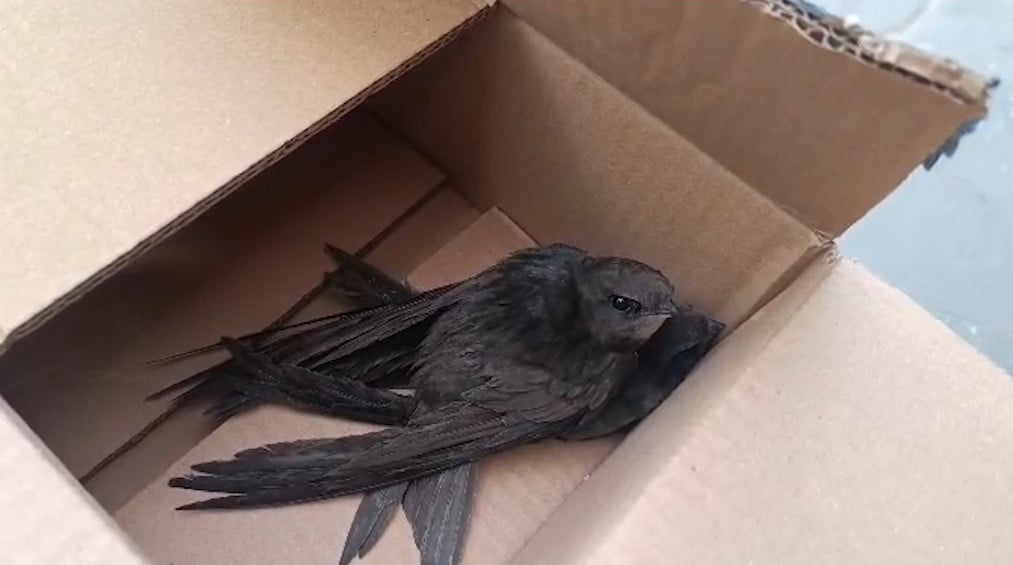 HATAY'DA GÖÇ YOLCULUĞUNDA BİTKİN DÜŞEN 2 EBABİL KUŞU, POLİS EKİPLERİ TARAFINDAN KORUMAYA ALINARAK...