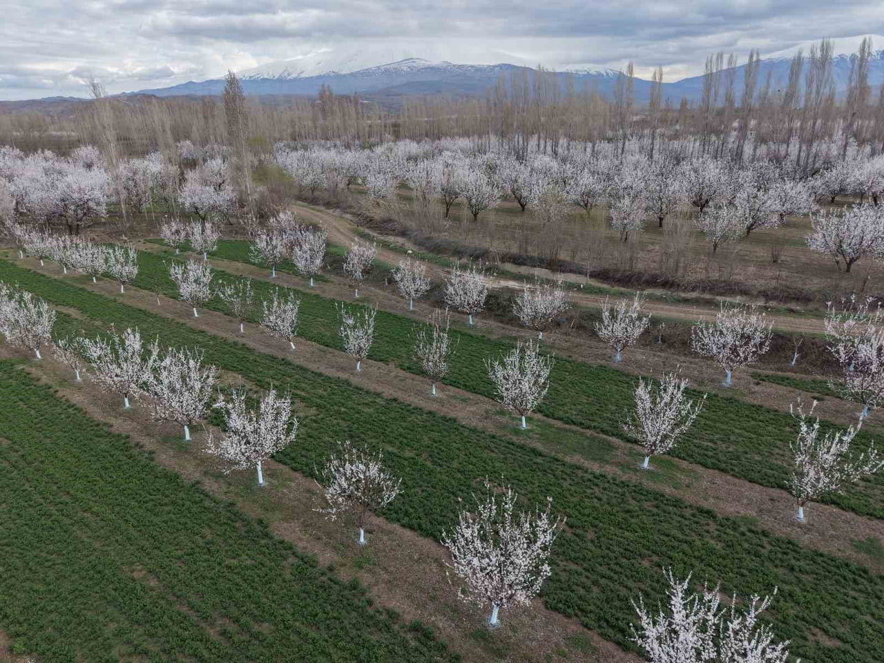 IĞDIR’DA KAYISI AĞAÇLARI ÇİÇEK AÇTI, OVA BEYAZA BÜRÜNDÜ