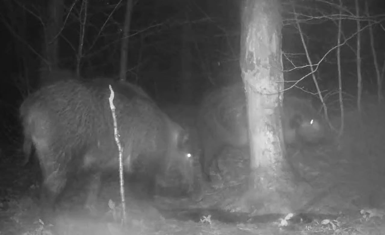 İLGİNÇ HOBİSİ İLE YABAN HAYATI FOTOKAPANLA İZLİYOR