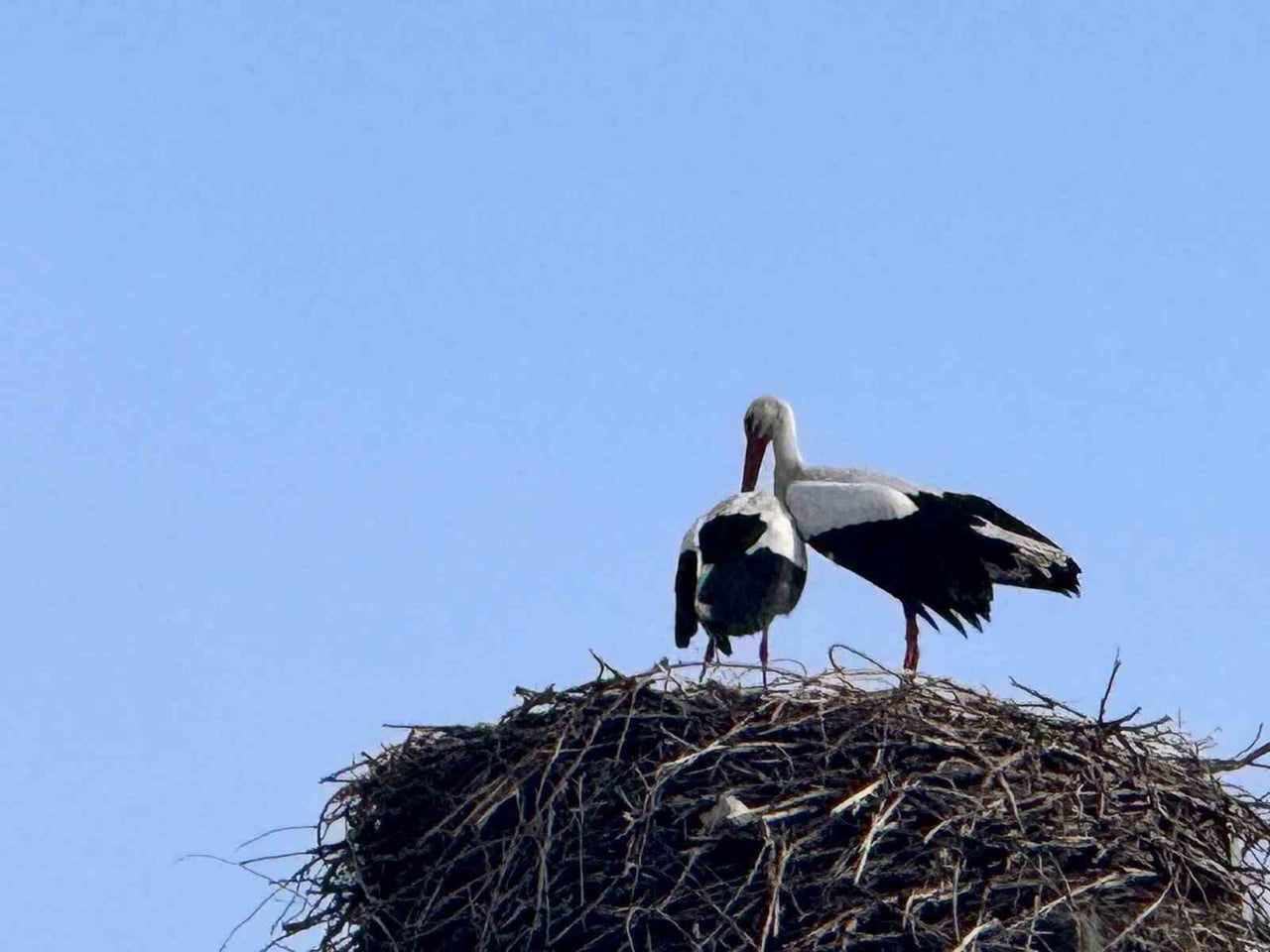 İLKBAHARIN HABERCİSİ LEYLEKLER, AFRİKA'DAN BAŞLADIKLARI GÖÇ YOLCULUĞUNUN ARDINDAN ARDAHAN'A...