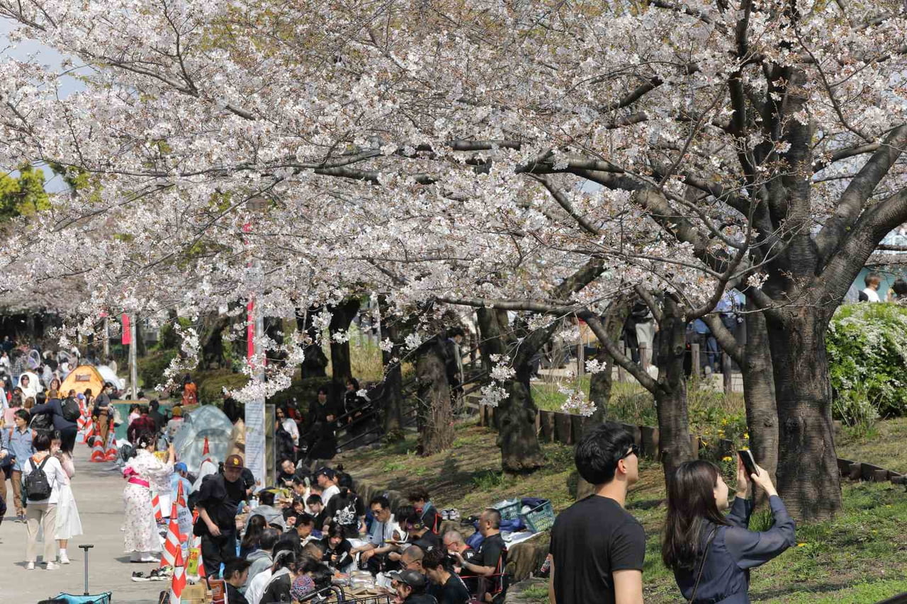 JAPONYA'NIN SİMGELERİNDEN BİRİ OLAN VE BAHARI MÜJDELEYEN JAPON KİRAZ ÇİÇEKLERİ (SAKURA), BAŞKENT...