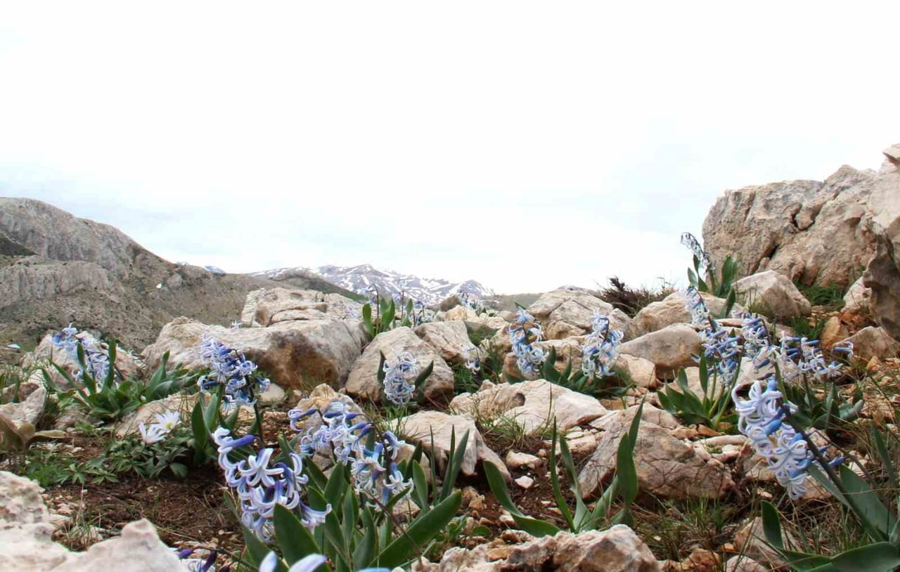 KAHRAMANMARAŞ’IN AFŞİN İLÇESİNİN DAĞLIK VE KAYALIK BÖLGELERİNDE YETİŞEN KAYA SÜMBÜLÜ, BAHARIN...