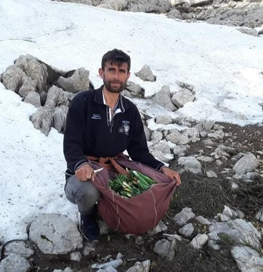 KAHRAMANMARAŞ’IN GÖKSUN İLÇESİNE BAĞLI DEĞİRMENDERE BELDESİNİN YÜKSEK KESİMLERİNDE YETİŞEN VE...