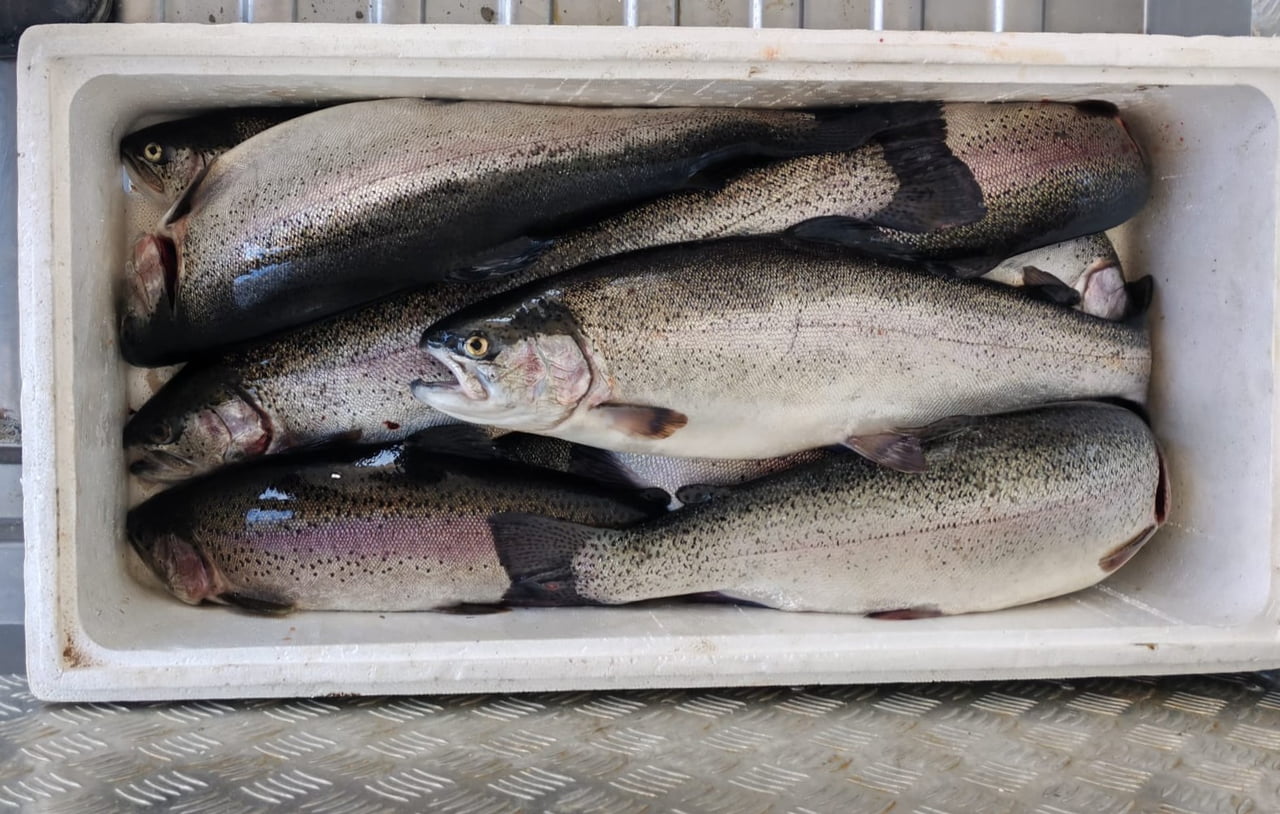 KAHRAMANMARAŞ’TA İÇ SULARDA BALIK POPÜLASYONUNUN KORUNMASI VE SÜRDÜRÜLEBİLİR AVCILIĞIN SAĞLANMASI...